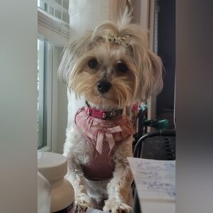 Meet your Posher, Amy